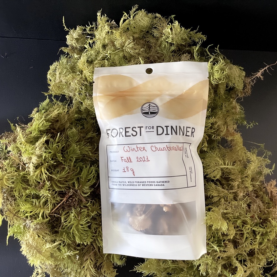 Forest For Dinner: Winter Chanterelles